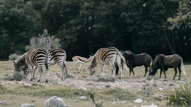 王子動物園の駐車場のイメージ
