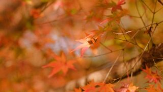 帝釈峡の駐車場のイメージ