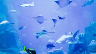 水族館の大水槽とエイ