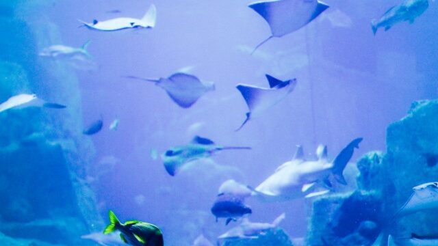 水族館の大水槽とエイ